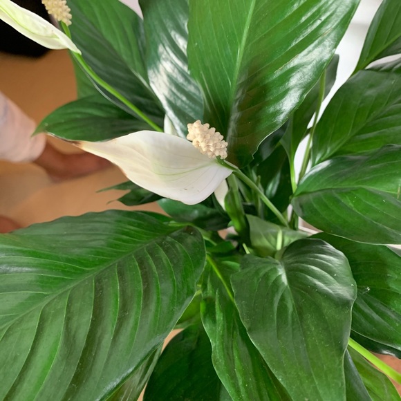 Plant